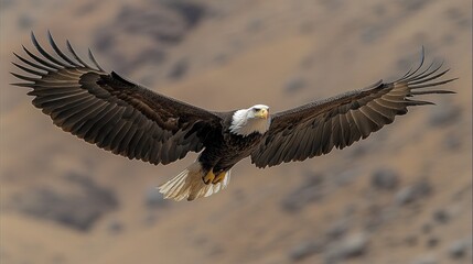 Obraz premium Majestic bald eagle in flight (1)
