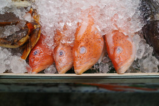 Fresh red snapper fish nestled in ice at market stall. Bright eyes and speckled scales catch light. Crab shell lies nearby among crushed ice. Cool, crisp display invites buyers