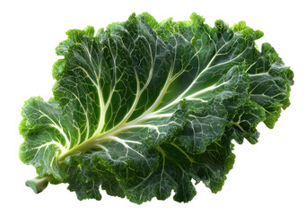 Naklejka premium Illustration of kale leaf with detailed texture and green veins