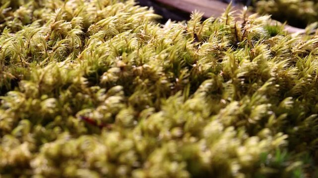 Intimate close-up shot of lush, sunlit sphagnum moss in untouched Tasmanian wilderness. Crisp focus highlights vibrant green texture, moisture, and intricate moss detail. No people present.