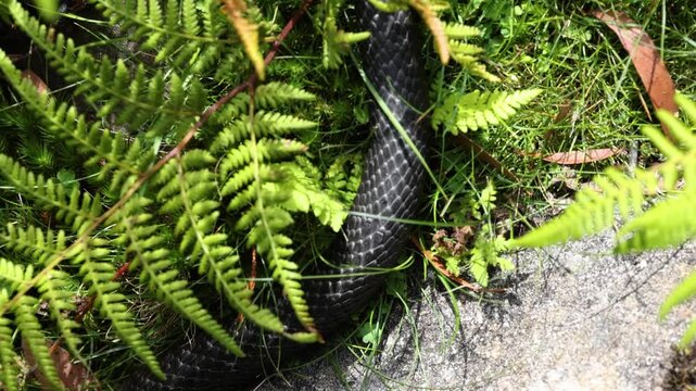 Striking close-up shot of a tiger snake body weaving through vibrant Tasmanian grass and ferns in bright natural daylight, highlighting the snake&rsquo;s scaly texture and fluid movement.