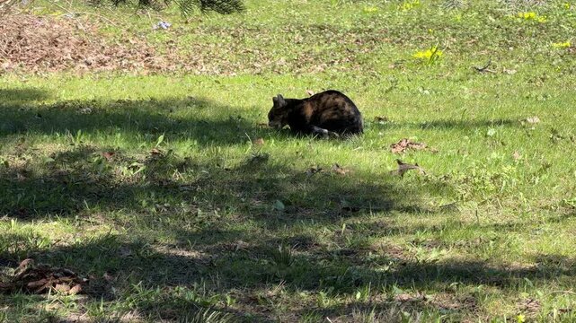 a cat eats a baby bird that fell out of a nest, and a cat eats a mouse