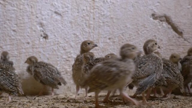 A group of partridge chicks move and scamper around on the floor of a breeding farm