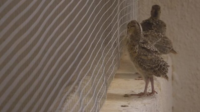 Close-up of several small partridge chicks walking along a concrete ledge next to a safety mesh in a commercial breeding facility.