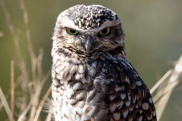 Fototapeta premium Retrato de búho silvestre con mirada intensa en entorno natural