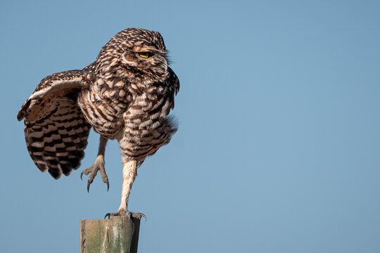 B&uacute;ho silvestre posado sobre poste con ala extendida
