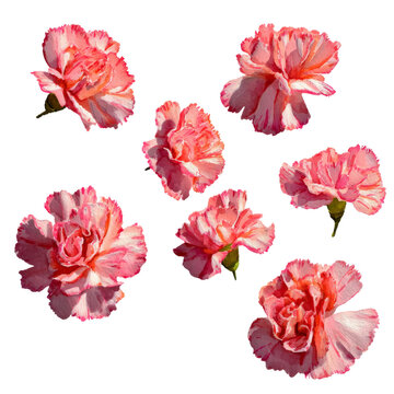 Flower - carnation watercolor isolation on transparent illustration.