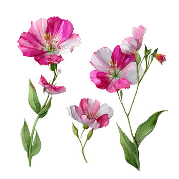 Flower - clarkia watercolor isolation on transparent illustration.