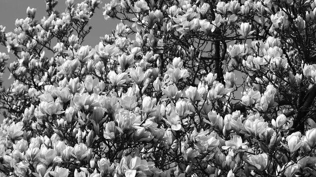 Close up of blooming tree with white flowers in spring near Walensee region Switzerland.