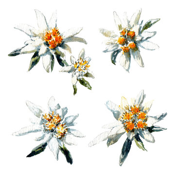 Flower - edelweiss watercolor isolation on transparent illustration
