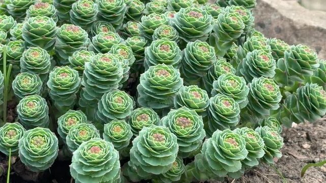 young green buds of Rhodiola rosea in close-up