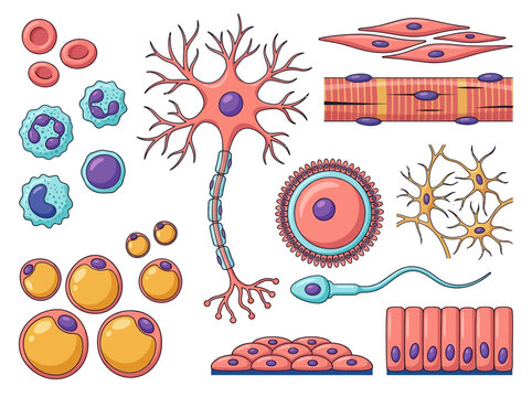 Human Cell Types Illustration Set: Neuron, Muscle, Blood, Fat, and Reproductive Cells