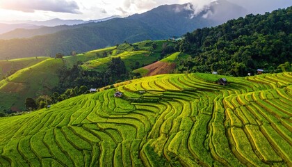 Obraz premium Lush, tiered rice paddies ascend a mountain, bathed in sunlight