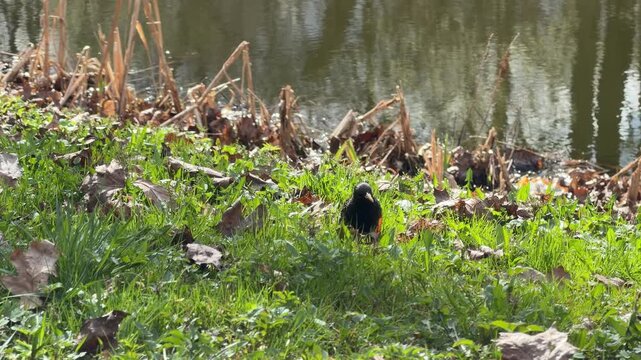 a young blackbird pecks at insects