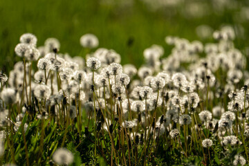 Field of white dandelions (Taraxacum officinale) in the stage of seed dispersion with round fluffy seed heads on green grass background. Beautiful spring field with many white dandelions in soft focus © Dina Luk