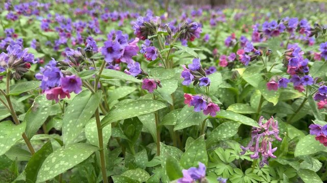 purple comfrey flowers swaying in the wind