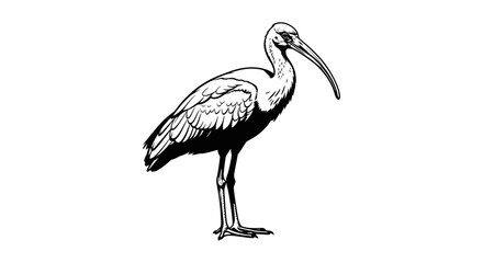Fototapeta premium Black and white line art illustration of an ibis bird standing on a white background with wading bird