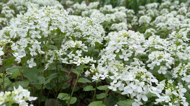 alliaria petiolata flowers swaying in the wind in close-up. macro video of primroses in spring
