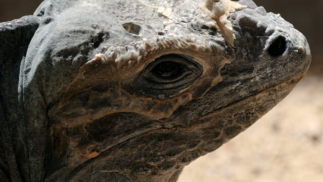 Extreme Macro View of a Reptile Eye and Textured Scaly Skin
