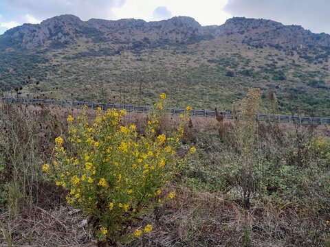 Dittrichia viscosa wild flowers in isolated mountain view background in Italy. Sticky fleabane plant flora with green nature. False yellowhead wild grass flowers. 