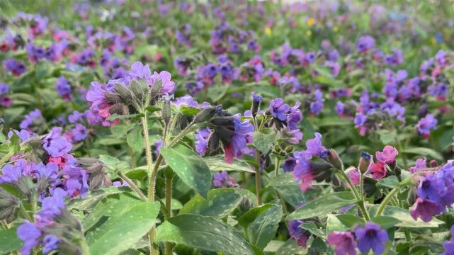 purple comfrey flowers