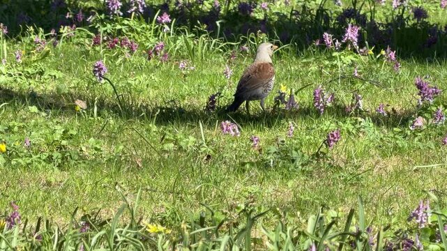 Wood thrush among spring primroses in the fores