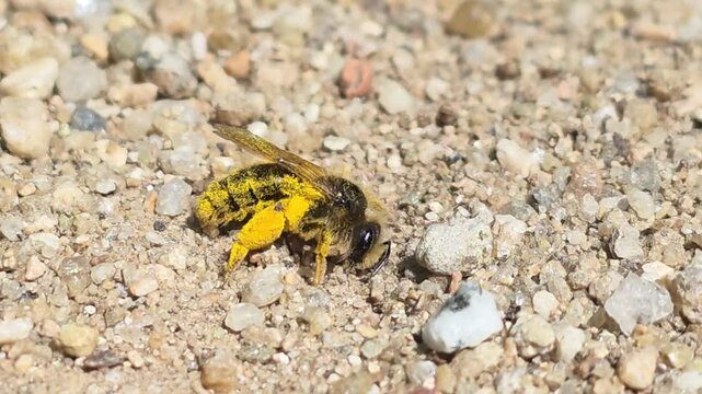 



Macro shot of a mining bee covered in yellow pollen looking for its nest #001

