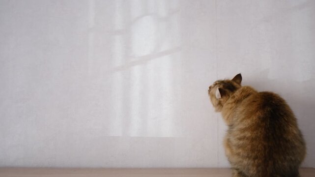 Cute kitten jumping on the wall catching sunbeams, pure playful energy!  Mischief, fun, and lots of cuteness. Beloved pets