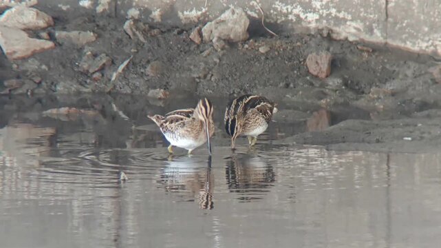 Medium shot of two wild snipe shorebirds with long bills wading and actively foraging in shallow muddy water, showing perfect reflections on the calm surface in their natural wetland habitat.