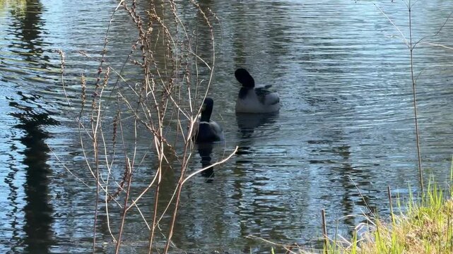 two young ducks swimming on the water in a picturesque lake in close-up