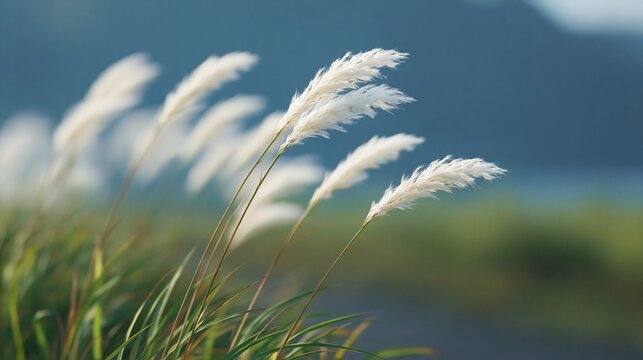 White feathery grass swaying in a warm afternoon breeze nature landscape serene viewpoint