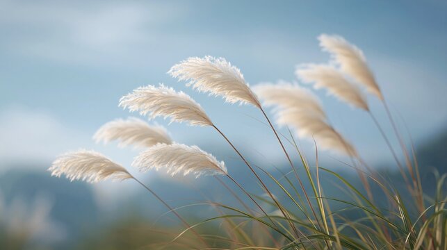Warm afternoon breeze action nature scene white feathery grass gentle swaying motion tranquil environment