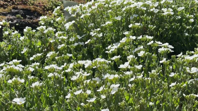 alliaria petiolata flowers swaying in the wind in close-up. macro video