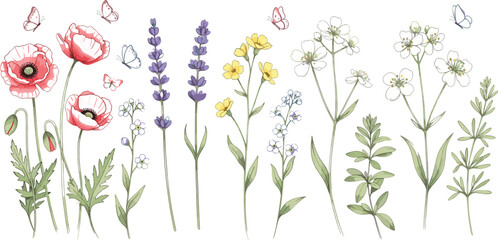 Hand drawn wildflower and poppy collection with butterflies, delicate botanical floral set featuring meadow blooms and natural spring summer plants illustration © MdKhayrul