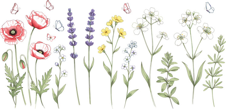 Hand drawn wildflower and poppy collection with butterflies, delicate botanical floral set featuring meadow blooms and natural spring summer plants illustration