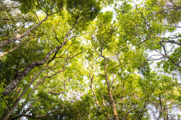 Fototapeta premium Beautiful view shoot from Bottom up view of spring green foliage of trees in park or forest against the blue sky and sunny day, sunlight through the green leaves of tree. Green nature background