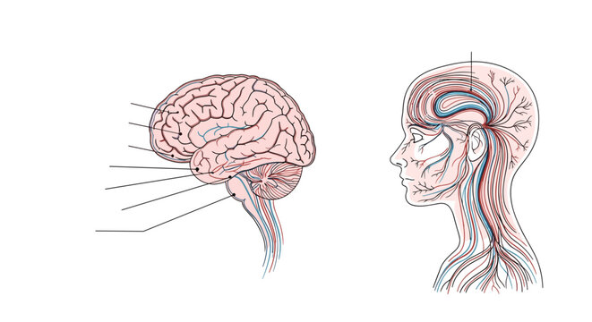 Medical diagram featuring the lateral view of a human brain alongside the neural network within a human head profile.