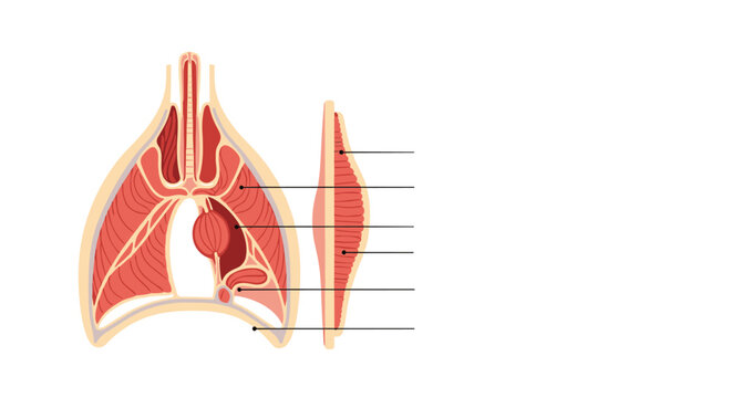 Detailed anatomical cross section showing the internal structure of the human lungs, diaphragm, and thoracic cavity.