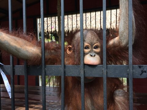 Young Orangutan Looking Through Metal Bars in Captivity at a Zoo