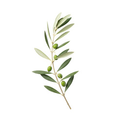 Fototapeta premium Elegant olive branch with slender stem and dual-tone sage and silver-green leaves featuring small unripe olives against a transparent background, peaceful aesthetic