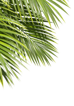 Summer palm leaves holiday isolate transparent backgrounds 3d rendering png