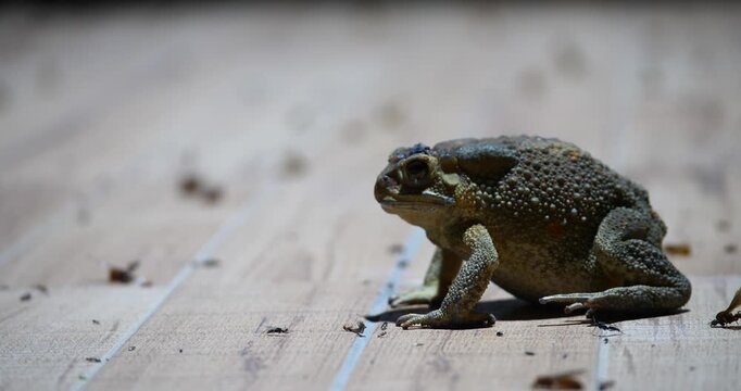 Toads are eating insects at night; ecology.