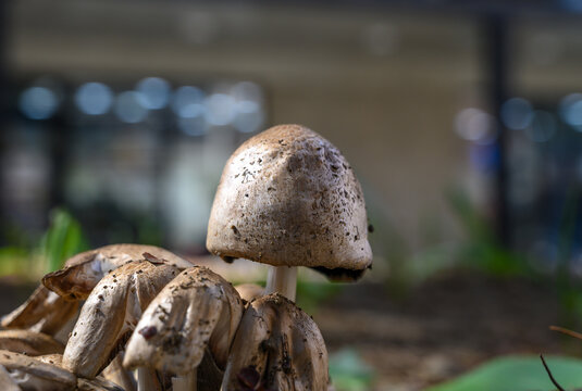 Wild mushrooms resembling Coprinopsis atramentaria growing on forest floor