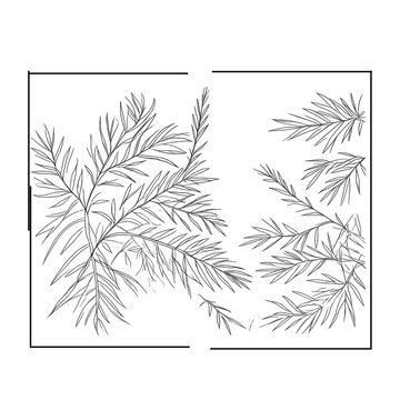 Pine and Fir Needle Leaf Line Art Set, Detailed Conifer Botanical Illustration