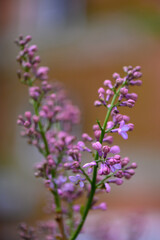 Fototapeta premium Soft Focus Common Lilac Flower Head Against Blurred Green