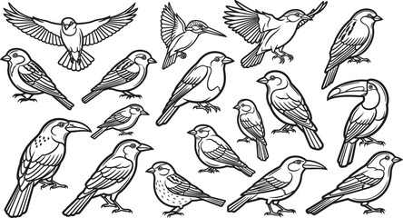 Fototapeta premium Collection of black and white line of various birds in different poses line black and white flying