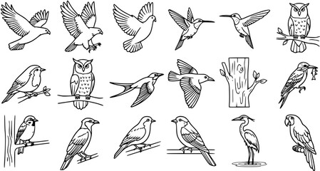 Obraz premium Black and White Line Art Vector of Various Bird Species