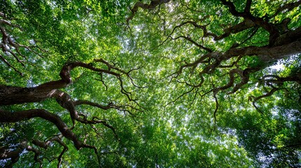 Fototapeta premium Worm's-eye view vibrant green forest canopy, thick pale tree branches forming natural overhead arch, sunlight filtering through leaves with dappled bright highlights against deep green shade