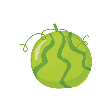 fresh melon fruit illustration green organic food