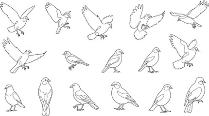 Obraz premium Collection of line of birds in various poses, flying and perched line outline